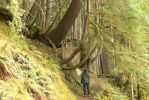 PICTURES/Sol Duc - Ancient Groves/t_Sharon & Great Tree1.JPG